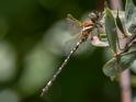 Synthemis eustalacta (Swamp Tigertail)-4.jpg